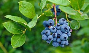 12 Benefits of Blueberries