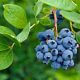 12 Benefits of Blueberries