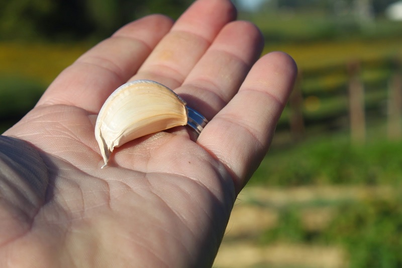 Amazing Facts Of Garlic Uses