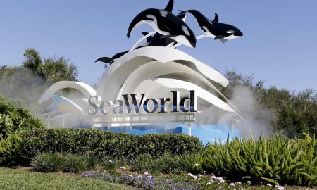 Legoland Owner Is Not Interested to Negotiations With SeaWorld Park
