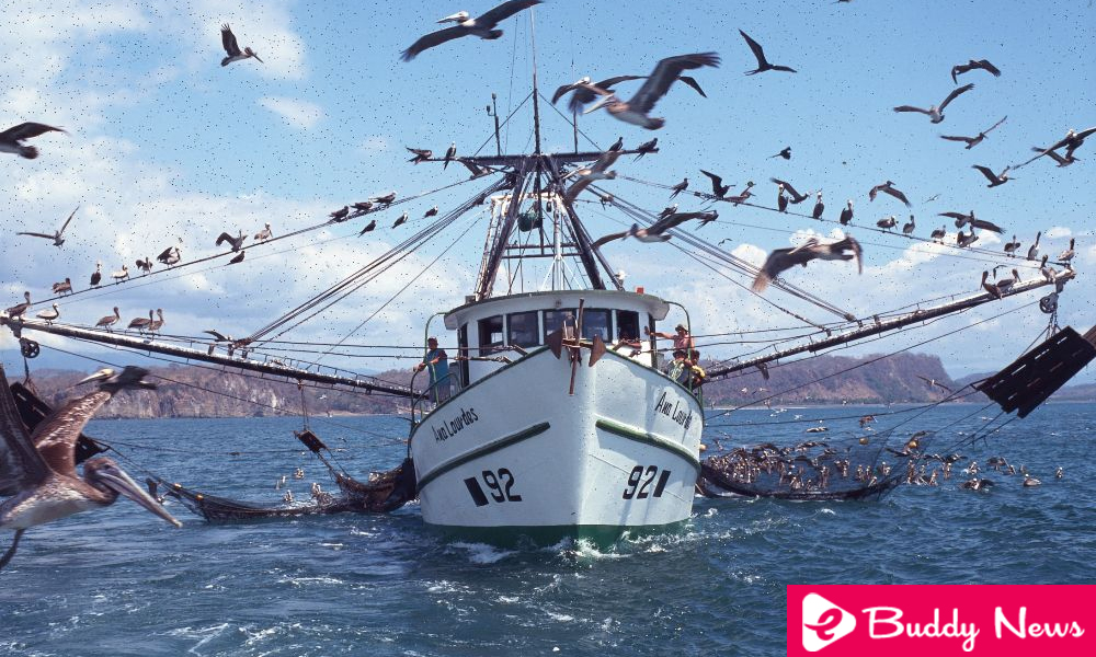 Controversy Raised Around Trawl Fishing Prohibition In Costa Rica ebuddynews