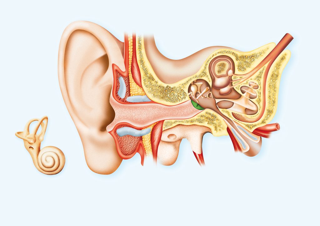 Overview Of Anatomy Of The Ear ebuddynews