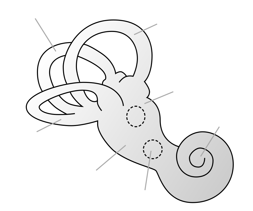 Overview Of Anatomy Of The Ear ebuddynews