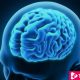 What Is Blood-Brain Barrier And How It Works ebuddynews