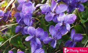 Fight Dry Cough With Violet Flowers ebuddynews