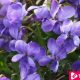 Fight Dry Cough With Violet Flowers ebuddynews