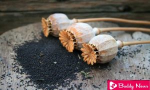Health Benefits Of Poppy Seeds To Be Known ebuddynews