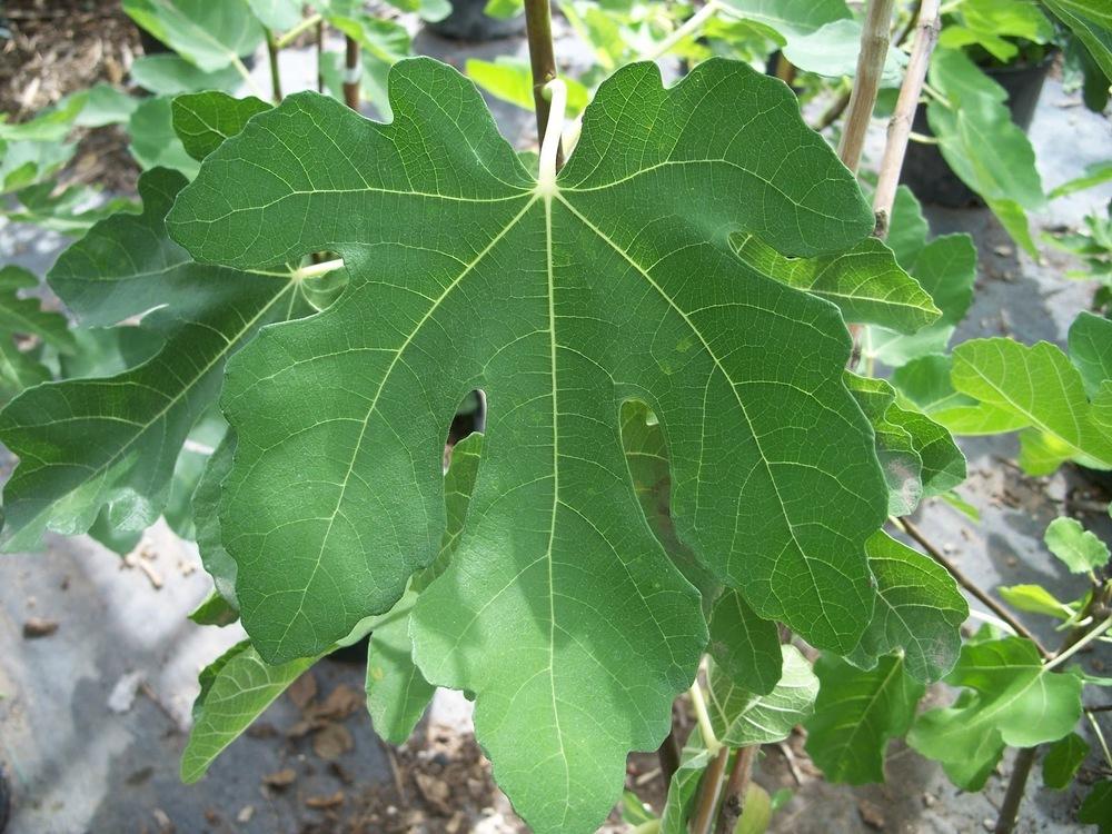 Health Benefits of Fig Leaf - ebuddynews