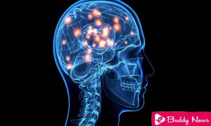 The Success Of A Diet Depends On The Brain Structure - ebuddynews