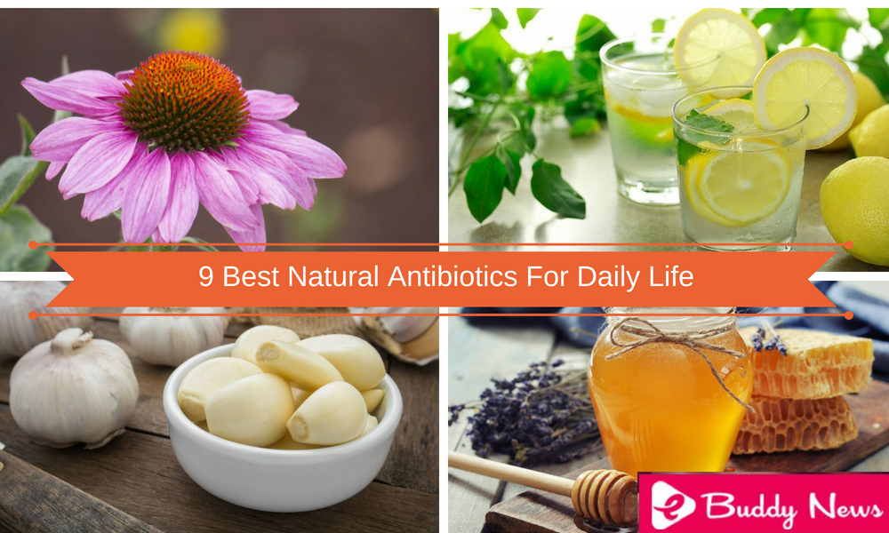 9 Best Natural Antibiotics For Daily Life - ebuddynews