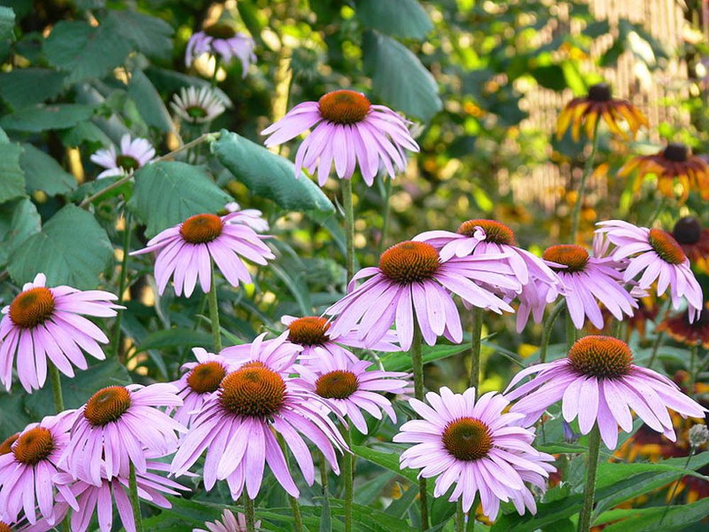 Impressive Benefits Of Echinacea To Support Your Health