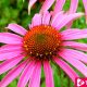 Impressive Benefits Of Echinacea To Support Your Health - ebuddynews