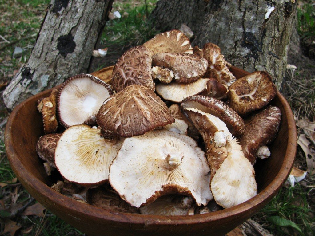 Benefits Of Mushroom Consumption In Your Diet Regularly - ebuddynews