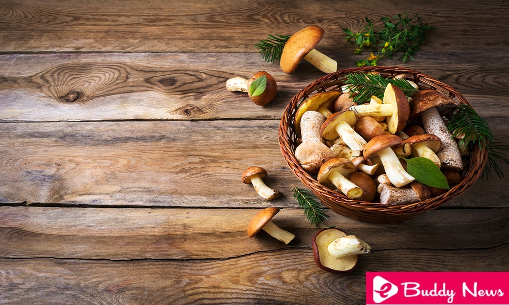 Benefits Of Mushroom Consumption In Your Diet Regularly - ebuddynews