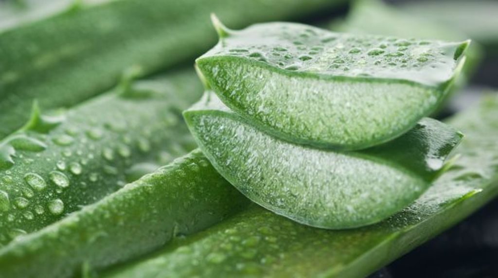 5 Amazing Benefits Of Aloe Vera For Health - ebuddynews