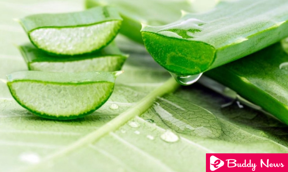 5 Amazing Benefits Of Aloe Vera For Health - ebuddynews