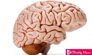 Prevent Dementia By Avoiding These Harmful Habits - ebuddynews