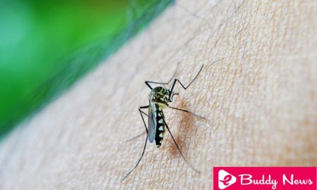Malaria Symptoms and causes - ebuddy news