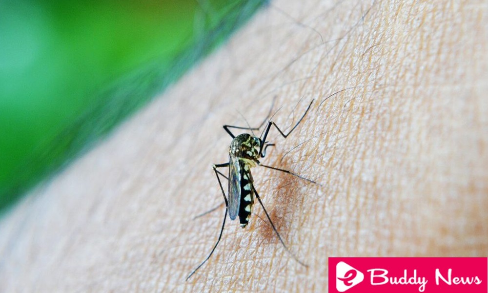 Malaria Symptoms and causes - ebuddy news