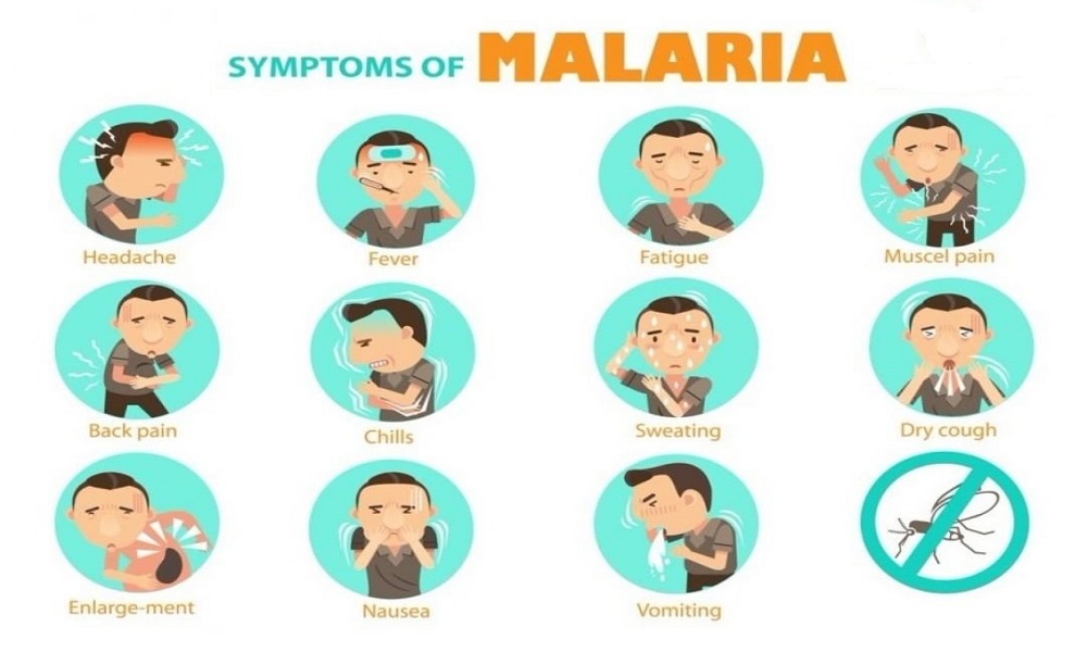 Symptoms of malaria - ebuddy news