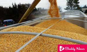 Argentine Replaces The Us As A Supplier Of Grains From Mexico - eBuddy News
