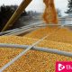 Argentine Replaces The Us As A Supplier Of Grains From Mexico - eBuddy News