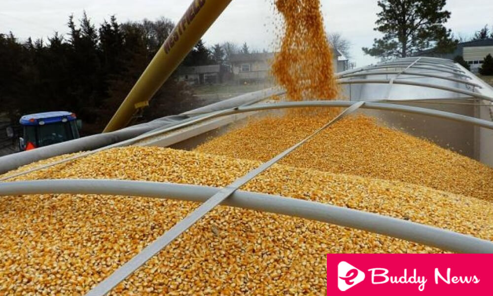 Argentine Replaces The Us As A Supplier Of Grains From Mexico - eBuddy News