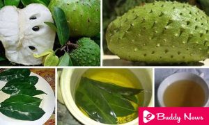 Amazing Benefits of SourSop For Weight Loss - eBuddynews