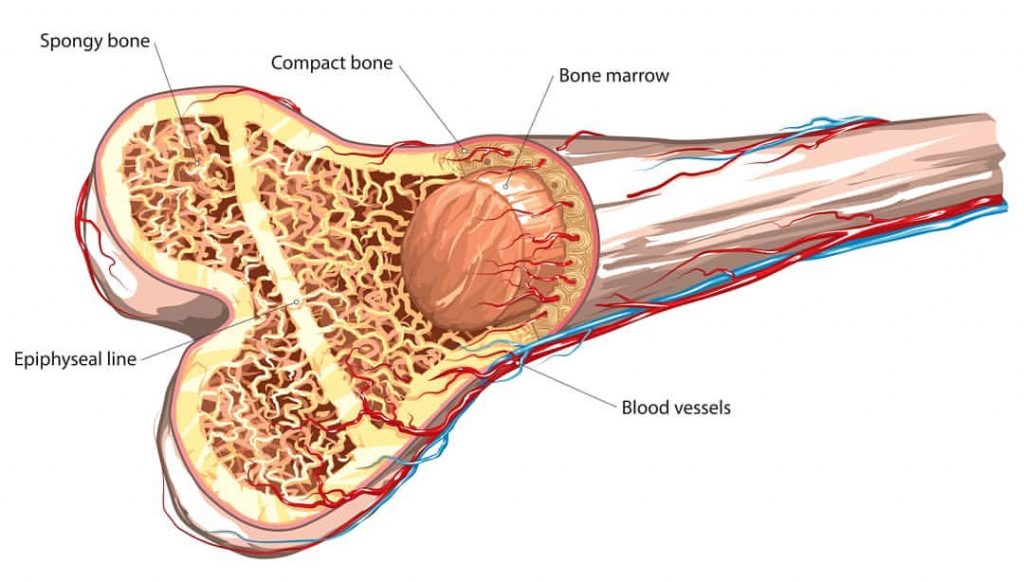 What is Bone Marrow - eBuddy News