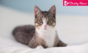 Natural Remedies For Cats From Anxiety - ebuddynews