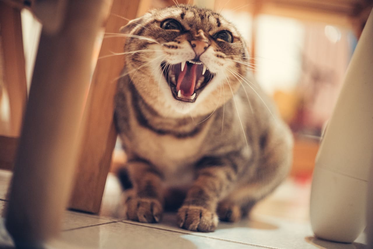 What Causes Stress Or Aggression In Cats - ebuddynews