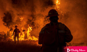 Firefighters Were Fighting With Wildfire In Northern California And Suspecting A woman For Fawn Fire - ebuddynews
