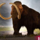 Scientists Trying To Create Woolly Mammoth To Heal The Earth - ebuddynews