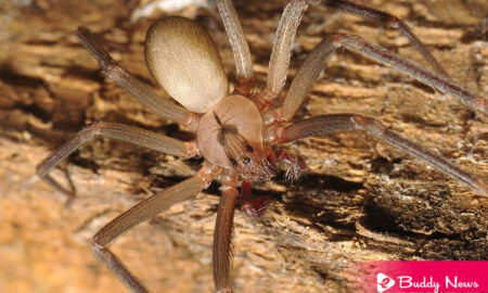 Types Of Dangerous Spiders In America And A Guide To Identify - ebuddynews