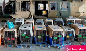 US Troops Abandoned Dogs At Kabul Airport But They Denies - ebuddynews