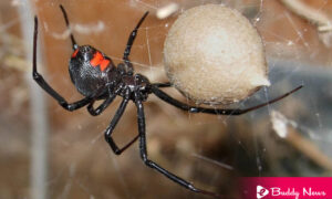 What Are The Symptoms Of Spider Bites You Need Know - ebuddynews