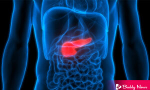 What Is The Key Role Of Insulin In The Body - ebuddynews