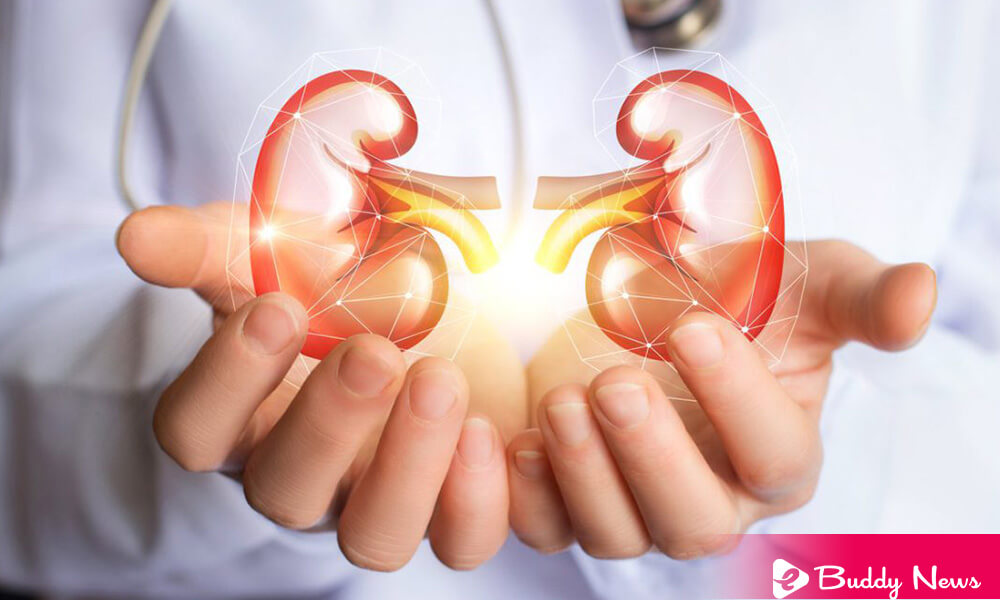 What Type Of Food To Cleanse Your Kidneys And Take Care For It - ebuddynews