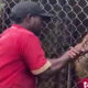 Lion Ripped Off Zookeeper Finger In An Attack At Jamaica Zoo - ebuddynews
