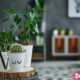 Top 10 Ideas To Decorate Your Home With Mini Plants - ebuddynews