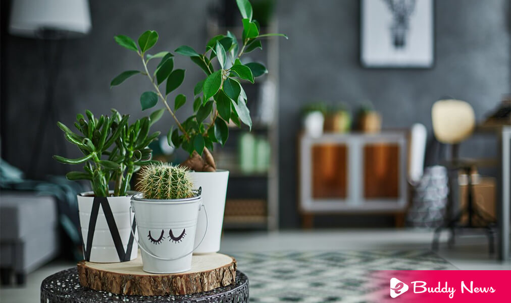 Top 10 Ideas To Decorate Your Home With Mini Plants - ebuddynews