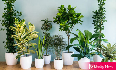 Top Air Purifying House Plants To Grow At Your House - ebuddynews